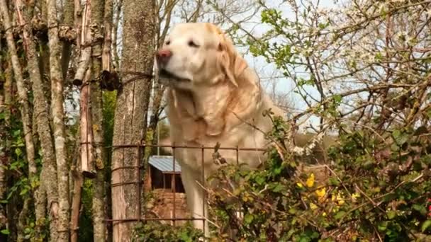 Large Labrador Barks Fence Territory Protection Sunny Time Day — Stock Video