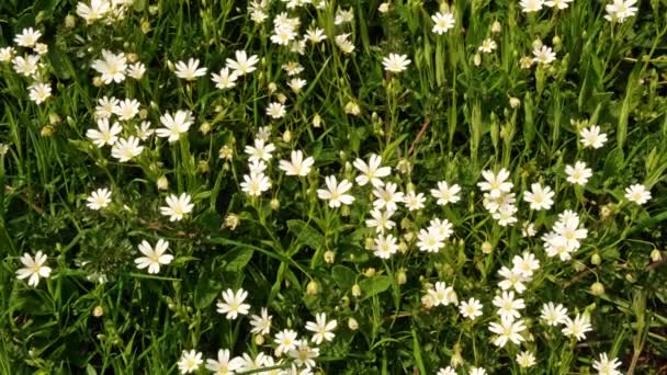 Białe Kwiaty Polne Zielonej Trawie Naturalne Tło — Wideo stockowe