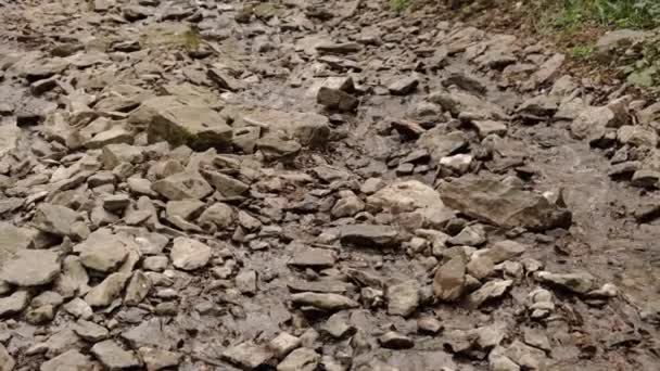 Pequeños Arroyos Corren Sobre Las Rocas Bosque Origen Río Montaña — Vídeos de Stock