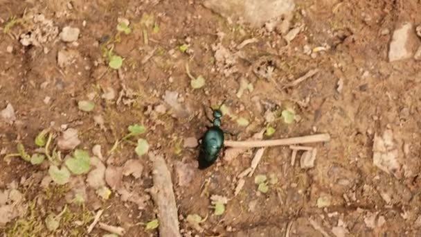 Escarabajo Corre Por Suelo Escarabajo Brillante Insectos Naturaleza — Vídeos de Stock