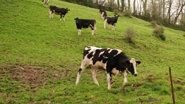 Kráva Krávy Pasou Zelené Louce Venkov Francii Chov Krav Chov — Stock video