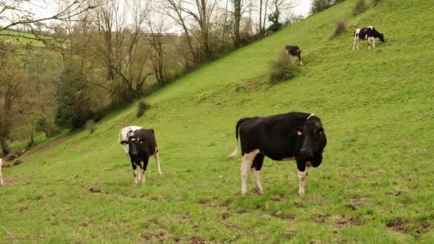 奶牛的牧场 奶牛在绿色的草地上吃草 法国的乡村 饲养奶牛 — 图库视频影像