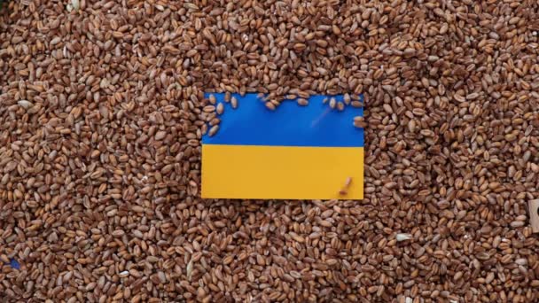 Ukrainska Spannmål Enligt Förbudet Konceptet Ukrainas Flagga Täckt Med Säd — Stockvideo