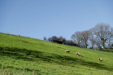 Koyun yeşil çayırda otluyor. Fransa kırsalında.