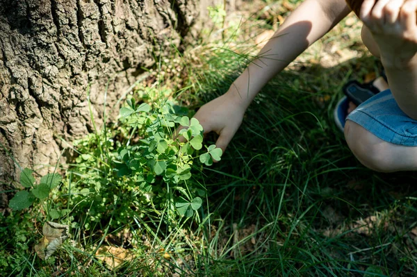Дитячі Руки Торкаються Трави Відпочинок Парку Ліс — стокове фото