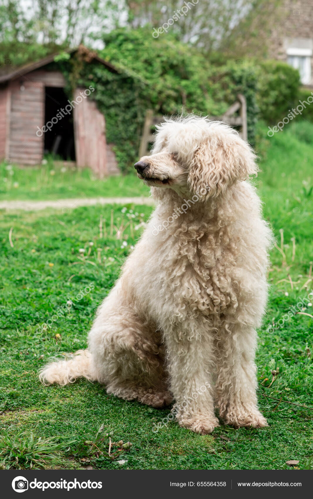 Big shaggy store dog