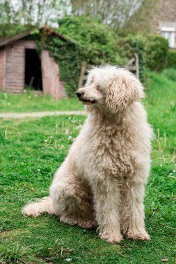 Yeşil çimlerin üzerinde büyük tüylü bir köpek. Beyaz kraliyet kanişi.