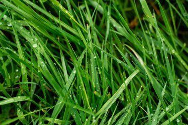 Islak çimen arka planı. Doğal arka plan. Çimlerde sabah çiği. yakın plan.