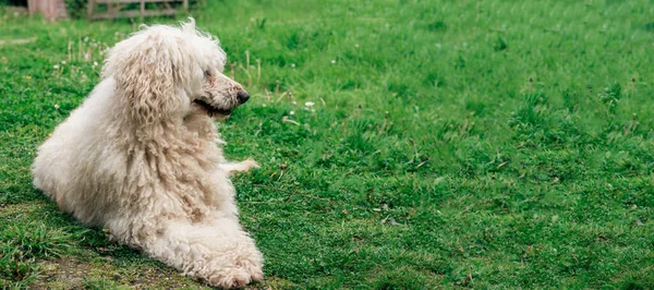 Large Shaggy Dog Lies Green Grass White Royal Poodle Banner — Stock Photo, Image