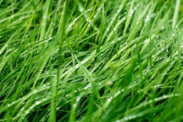 Мокрая Трава Фоне Дождя Естественный Фон Утренняя Роса Траве Макро — стоковое фото