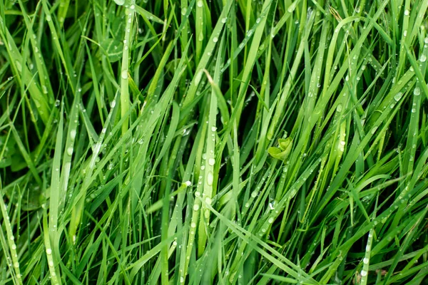 雨后春笋中的湿草 自然背景 清晨露珠洒在草地上 特写镜头 — 图库照片