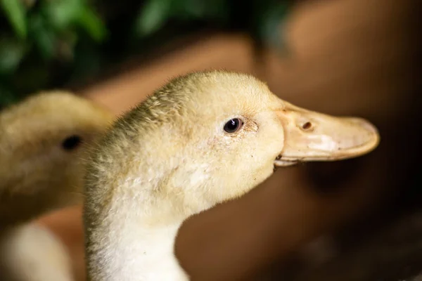 Portrait Yellow Duckling Head Young Duck Brood — Stock Photo, Image