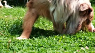 Tüylü köpek yeşil çimlerin üzerinde yürüyor ve kokluyor. Kırsal, güneşli bir gün..