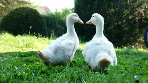 Two Young Ducklings Walking Green Grass Animal Husbandry Domestic Animals — Stock Video