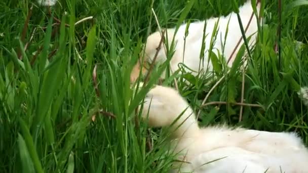 2人の若い白いアヒルが緑の草の中で放牧されています 無料の範囲のアヒル — ストック動画