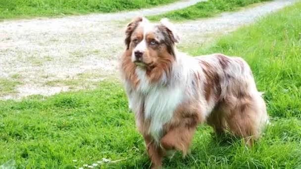 シャギー犬は緑の草の上を歩く 田舎晴れた日 — ストック動画