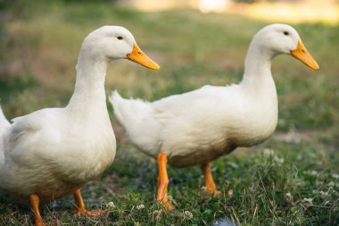 İki beyaz kaz yeşil çimlerin üzerinde duruyor. Kümes hayvanları, üreyen kazlar. Kırsal arkaplan.