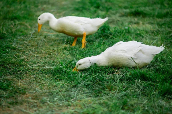 Pair White Geese Graze Green Grass Breeding Geese Poultry Free — Stock Photo, Image