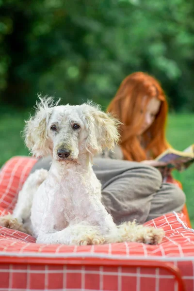 Large White Dog Royal Poodle Lies Girl Who Reading Outdoors — Stock Photo, Image