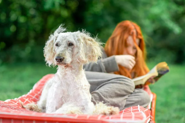 A large white dog - a royal poodle lies with a girl who is reading an outdoors book.
