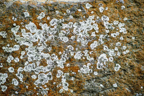 白色霉菌的石头的表面 — 图库照片