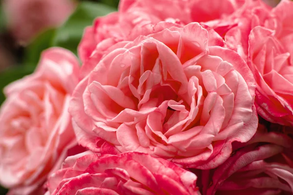 stock image Pink rose close-up. Floral background. Pink color.