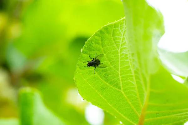 Vuela Sobre Una Hoja Verde Insectos Vida Silvestre Bacterias Portadoras — Foto de Stock