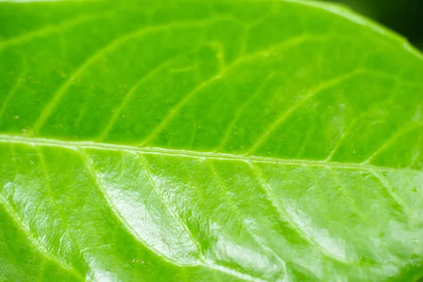 Зеленый Гладкий Крупным Планом Естественный Фон Листовая Текстура — стоковое фото