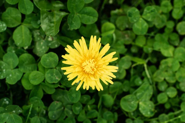 Gul Blomma Grön Bakgrund Högst Upp Naturlig Bakgrund — Stockfoto