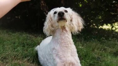Köpek dişleri için kemik bekliyor. Beyaz kraliyet kanişi. Diş için yararları, yapay kemik.