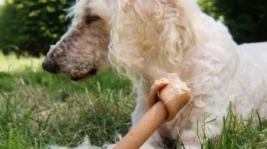 Köpek dişleri için bir kemik yer. Beyaz kraliyet kanişi bir kemik çiğniyor.