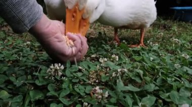 Elle beslenen ördekler. Bir adamın eli avucunun içinde tahılı tutar ve iki beyaz ördek onu yer. Evcil kuş.
