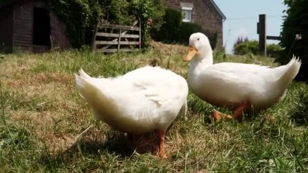 Los Patos Blancos Pastan Hierba Verde Aves Corral — Vídeo de stock
