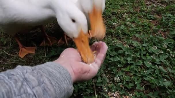 アヒルに餌をやる 男の手は手の手のひらに穀物を保持し 2つの白いアヒルがそれを食べる 国産鳥 — ストック動画