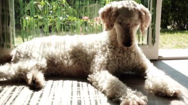 Güneşli bir günde pencerenin yanında kıvırcık saçlı büyük bir köpek türü uzanır. Büyük kraliyet kanişi dinleniyor. Köpek ev hayatı.
