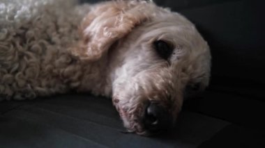 Yorgun köpek kanepede yatıyor. Bir köpeğin ağızlık yakın çekim.