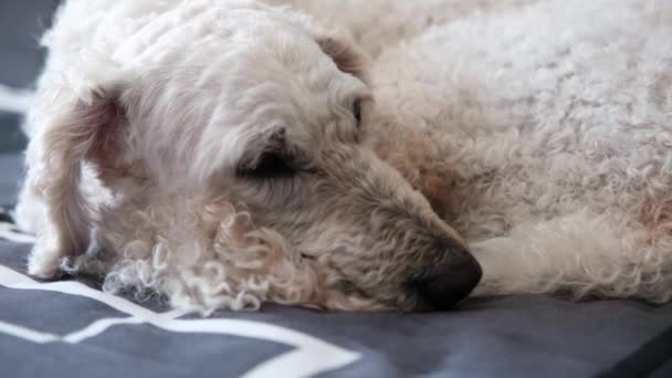 Cão Grande Está Cochilando Deitado Sofá Durante Dia Grande Poodle — Vídeo de Stock