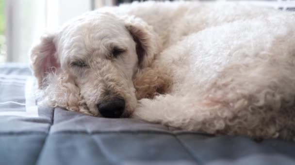 大きな犬が昼間ソファーに横たわっている ロイヤル プードル 犬の睡眠 — ストック動画