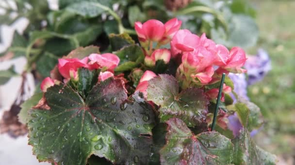 Λουλούδια Κάτω Από Σταγόνες Βροχής Βούρτσες Κόκκινα Λουλούδια — Αρχείο Βίντεο
