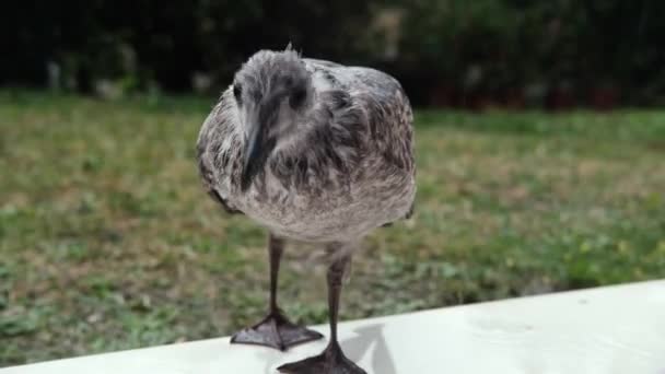 海鸥幼鸟是人工喂养的 一个认不出来的人给一只年轻的海鸥提供食物 — 图库视频影像