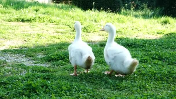 Dois Jovens Patinhos Estão Andando Grama Verde Criação Animais Animais — Vídeo de Stock