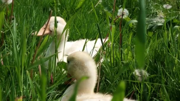Two Young White Ducklings Grazing Green Grass Free Range Ducklings — Stock Video