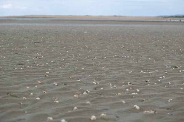 Snäckskal Som Täcker Den Sandiga Havsstranden Lågvatten Molnig Dag — Stockfoto