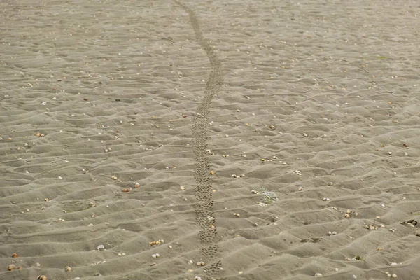Велосипедная Дорожка Поверхности Песчаного Пляжа Усыпанного Снарядами — стоковое фото