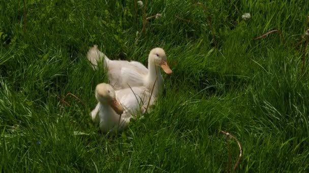 Unge Ducklings Beiter Grønt Gress Andel Avl – stockvideo