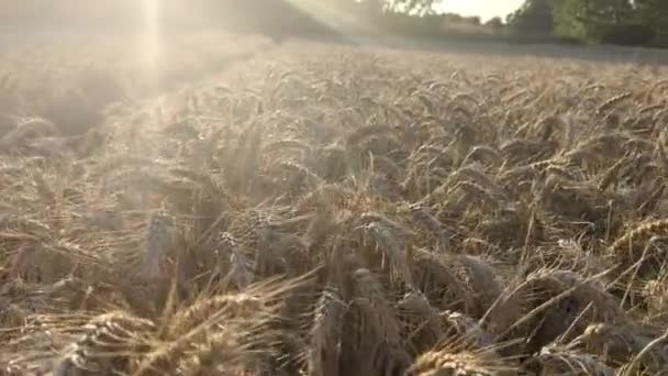 日没時の小麦畑の様子 — ストック動画
