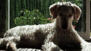 Güneşli bir günde pencerenin yanında kıvırcık saçlı büyük bir köpek türü uzanır. Büyük kraliyet kanişi dinleniyor. Köpek ev hayatı.