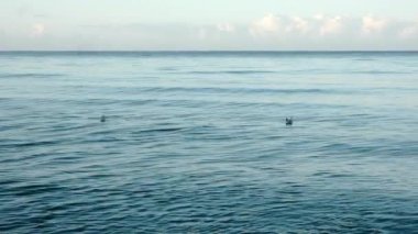 Okyanusun uçsuz bucaksız genişliği, zarif martıların yumuşak dalgalarda zahmetsizce süzülerek sakin bir deniz manzarası oluşturduğu sakin bir tuval görevi görmektedir.