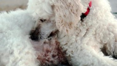 Kararlı bir köpek, paltosundaki pireleri bulup yemek gibi titiz bir göreve girişir ve temizliğe olan bağlılığını gösterir.