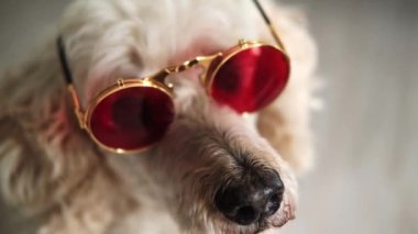 Bir köpeğin burnu şık güneş gözlükleriyle süslenir, neşeli bir cazibe yayar ve evcil hayvanın havalı ve modaya uygun tarafını gözler önüne serer.